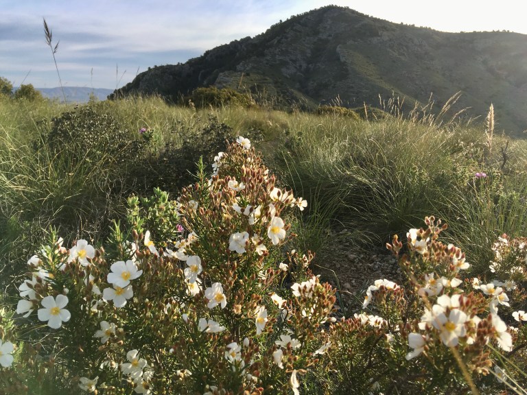 Vuelta a la libertad de las montañas